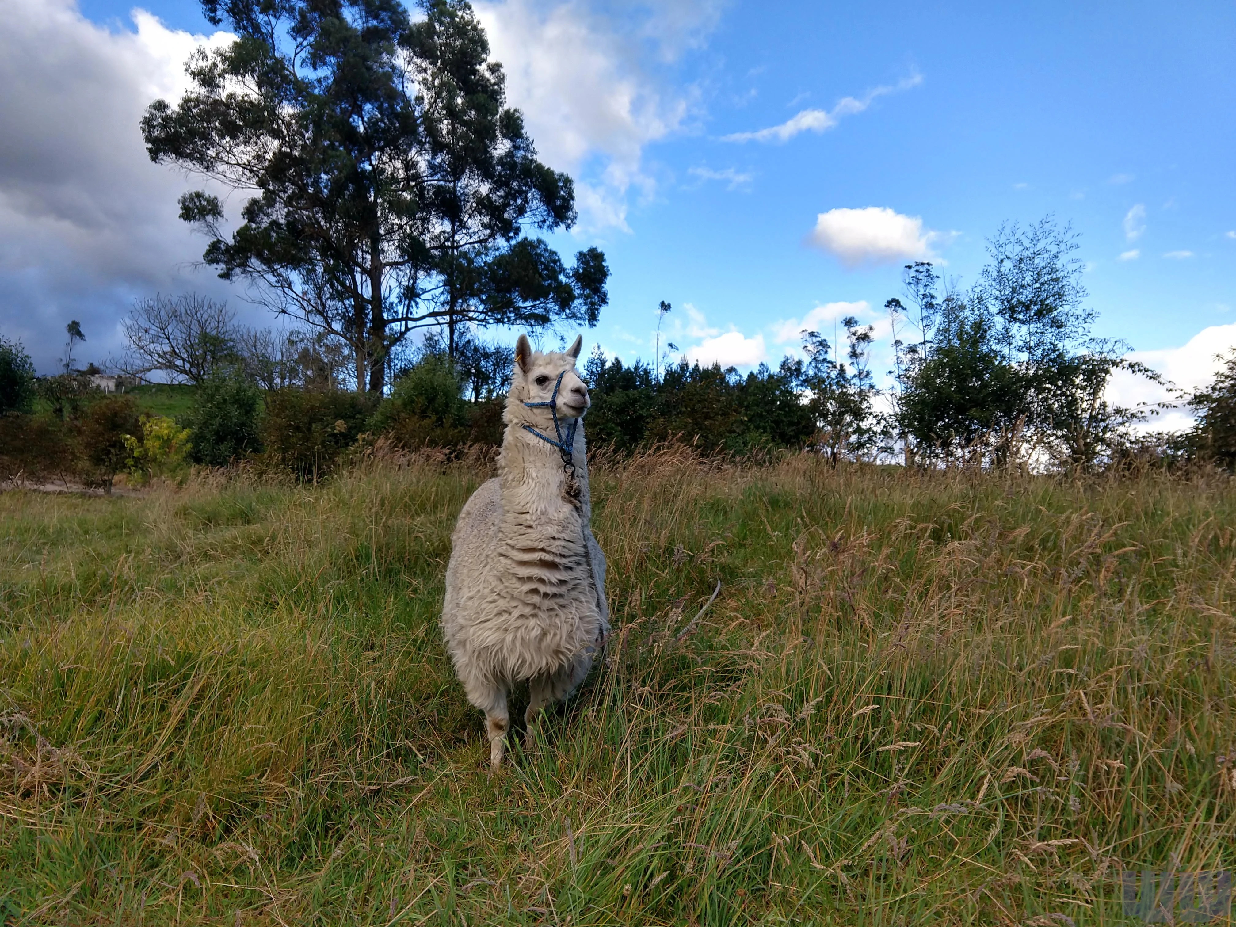 Alpaca